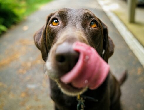 Dog Digestive Health