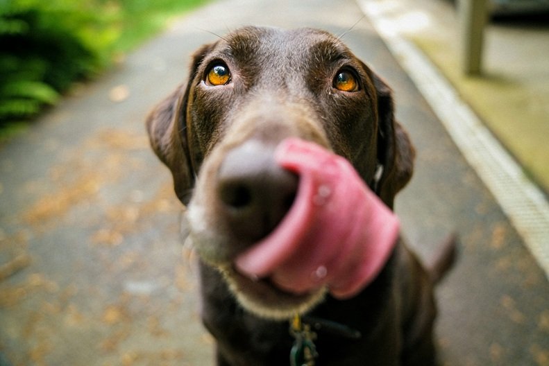 Dog Digestive Health: Common Issues to Watch For