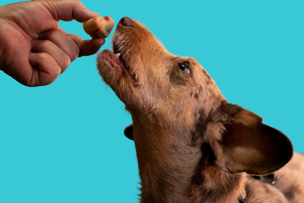 Top Vet-Recommended Joint Supplements for Your Dog’s Health