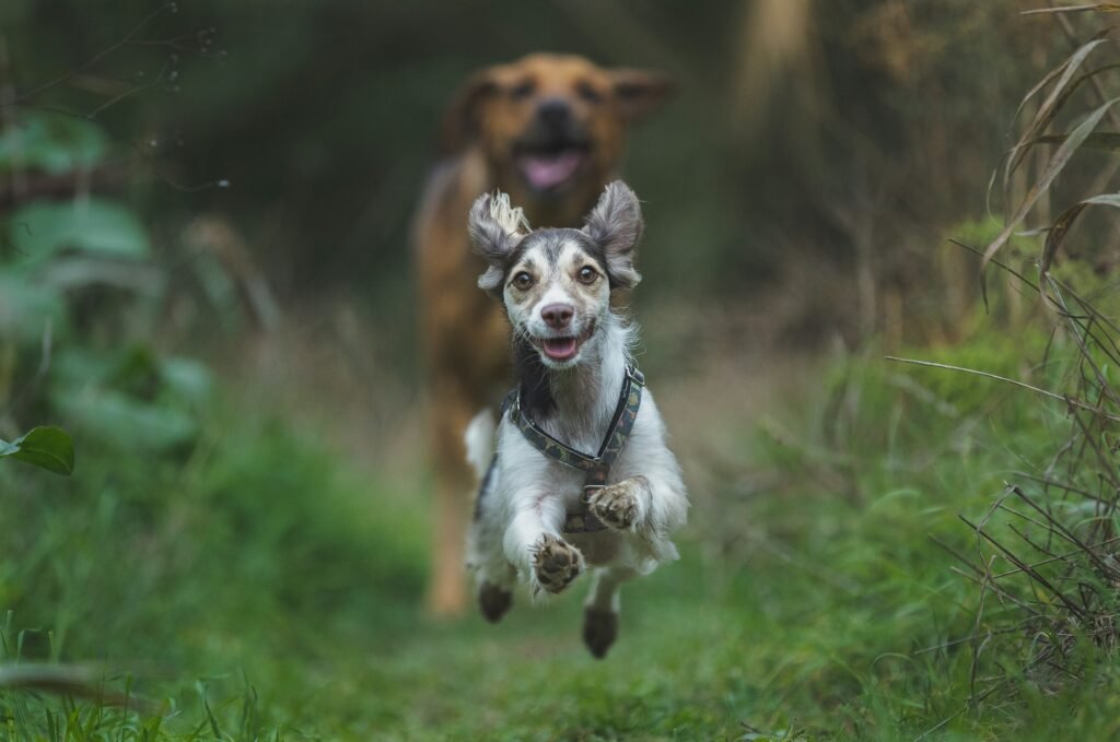 7 Early Signs of Joint Problems in Dogs and How to Help