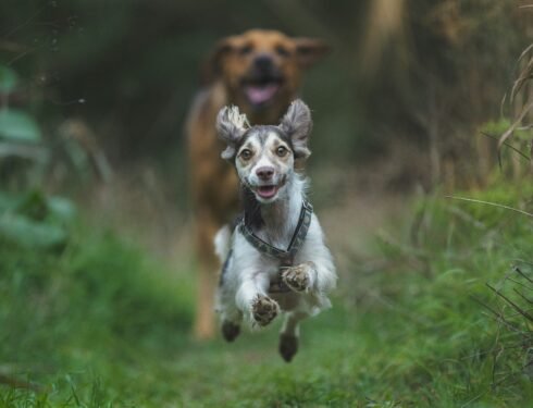 Joint Problems in Dogs