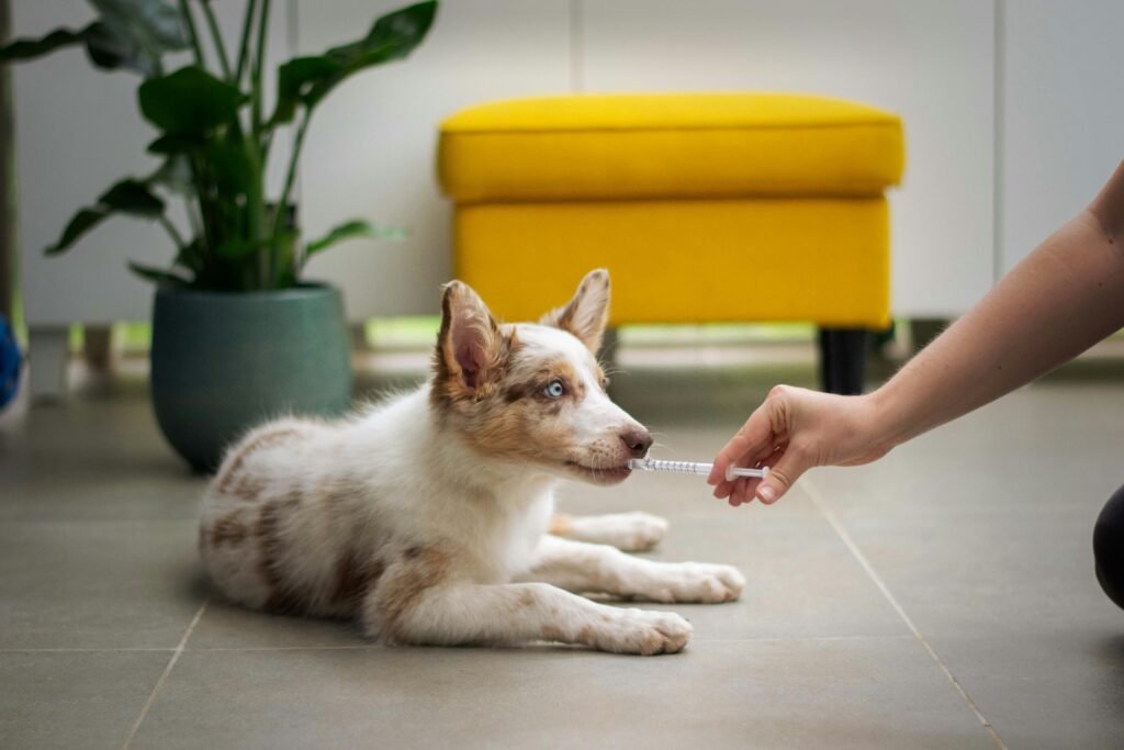 Top 3 Dog Probiotics and Prebiotics for Digestive Health
