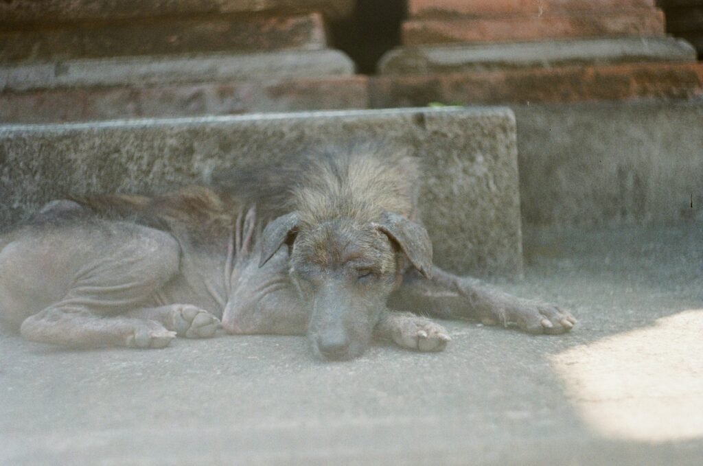 Unexplained Weight Loss in Dogs: Causes, Symptoms & What To Do