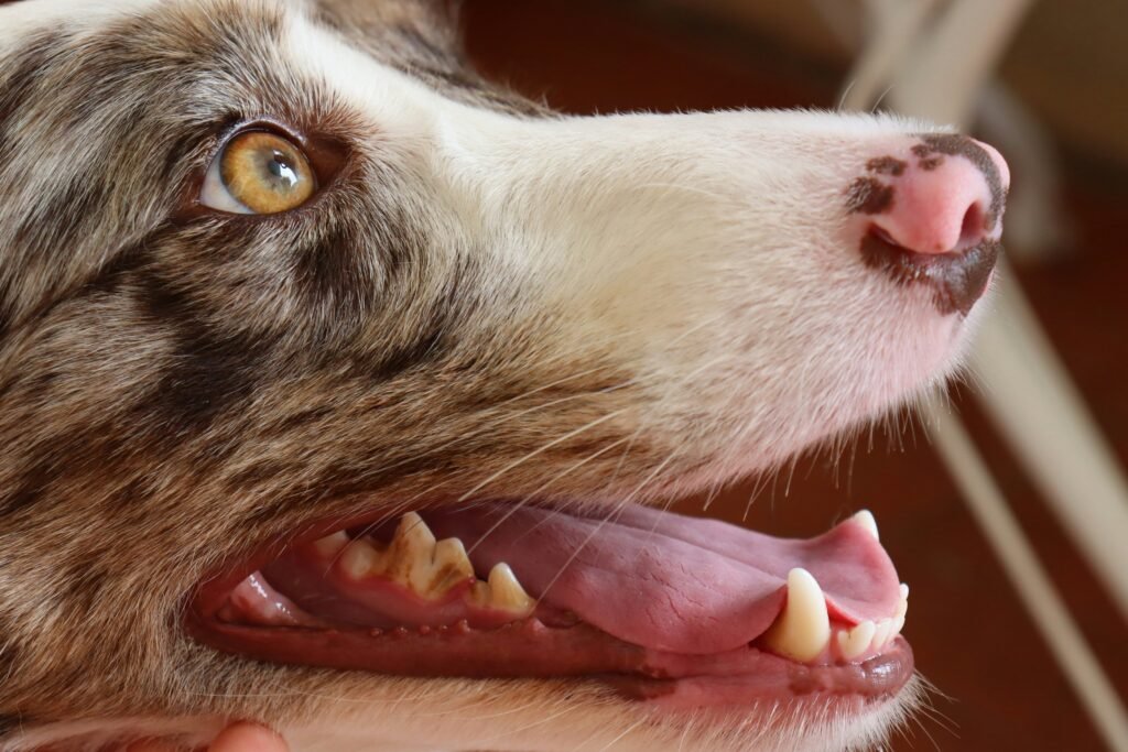 Top Signs of Dental Disease in Dogs You Shouldn’t Ignore
