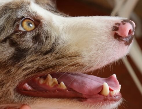 Signs of Dental Disease in Dogs