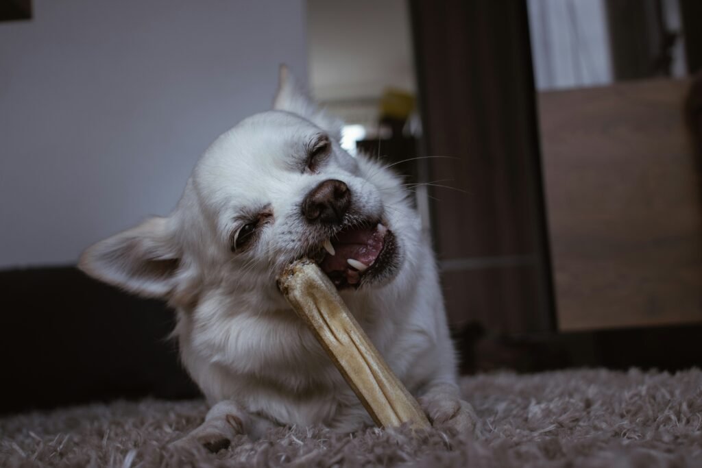 Dog Dental Health: Best Products & Oral Care Tips