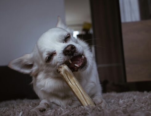 Dog Teeth Cleaning