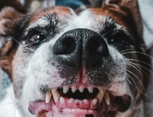 How to Brush Your Dog's Teeth