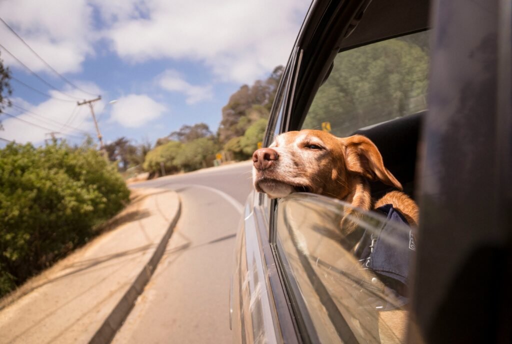 Traveling with Dogs: The Ultimate Guide to Stress-Free Adventures